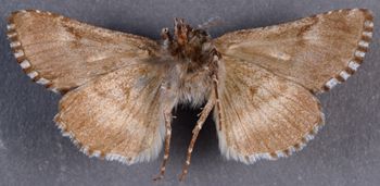 Media type: image;   Entomology 23729 Aspect: habitus ventral view